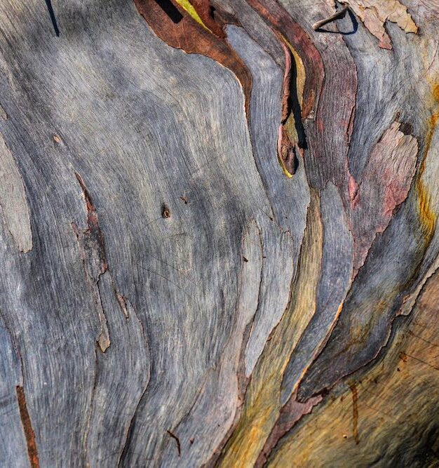 Background,Eucalyptus