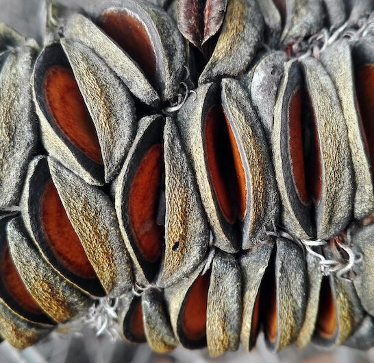 Macro,Of,Banksia,Cone,And,Seed,Pods